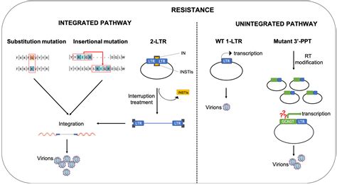 Different Pathways Conferring Integrase Strand-Transfer Inhibitors Resistance