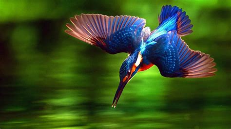 bird pictures hd