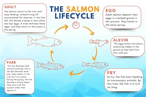 Life Cycle Of A Fish