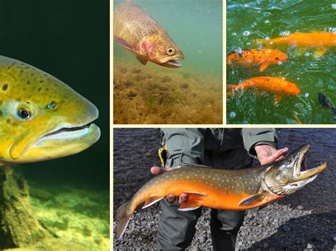 Types of Trout: An Extensive Guide to Different Trout Species – 8 ...