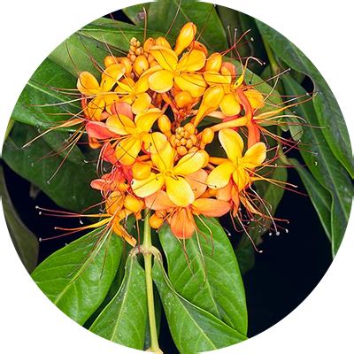 Ashoka (Saraca Indica) – Millennium Herbal Care Limited
