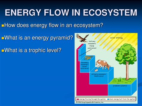 Energy Flow Diagram 的图像结果