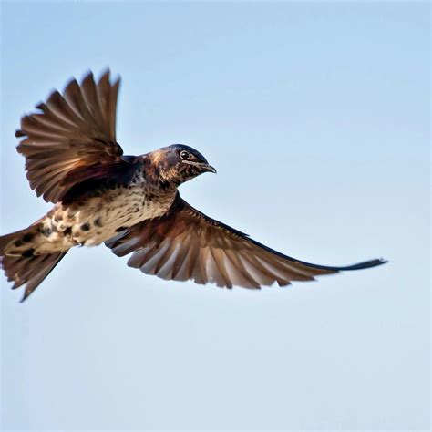 Purple Martin In Flight