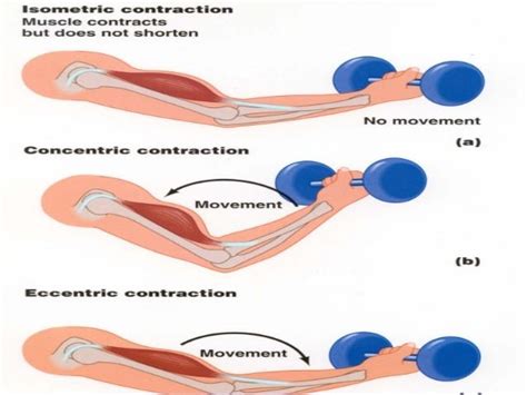Examples of Concentric Contraction Exercises 的图像结果