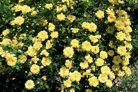 Yellow Rose Bush Types at Tyson Cates blog