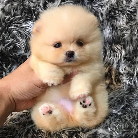 Teddy Bear Teacup Pomeranian - The Cutest Dog Ever
