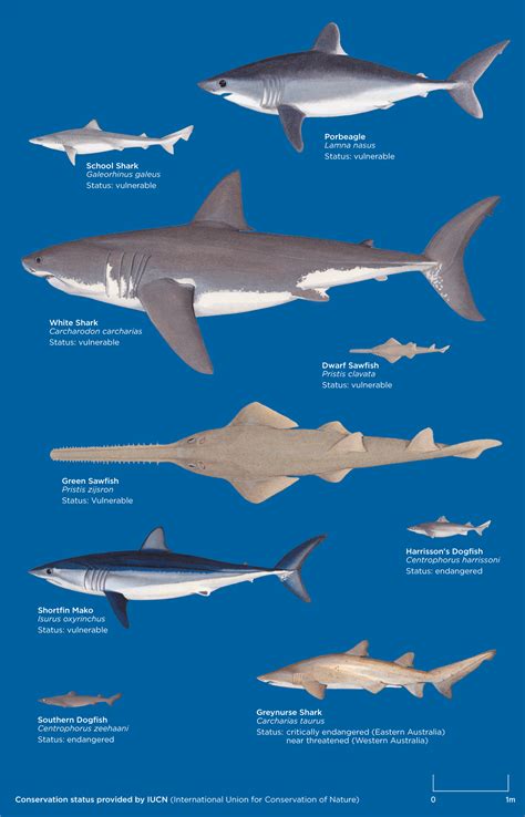 Saving sharks - The Australian Museum