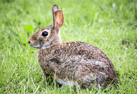 Hase Fotos Häse - AusmalbilderFurKinder.de