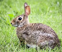 Image result for Shorthaired Rabbits