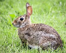 Image result for Tea Time Bunny Rabbit