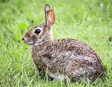 Image result for Colorado Wild Rabbits