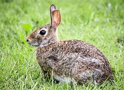 Image result for Pic of Bunny Rabbit