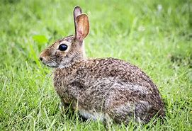 Image result for Wild Bunny Girl