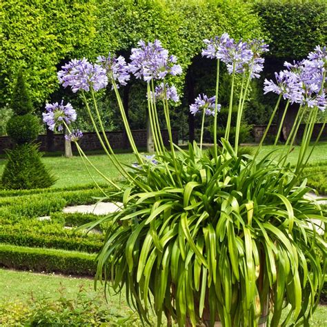 Agapanthus Lily Of The Nile