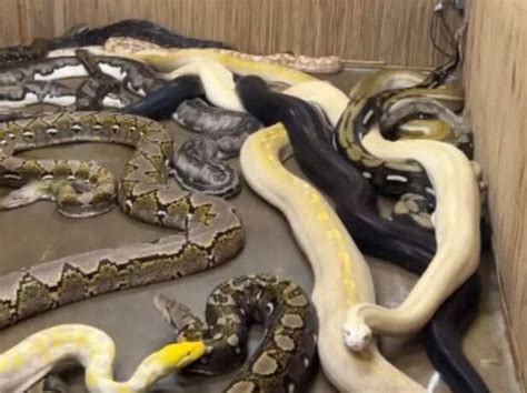 Image result for Python Wrapped around Body