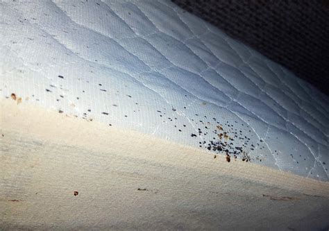 Bed Bug Stains On Mattress at itulimatefeblog Blog