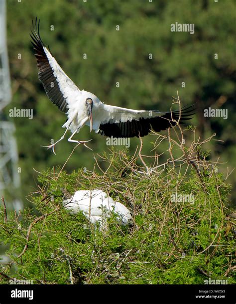 Georgia wood stork hi-res stock photography and images - Alamy