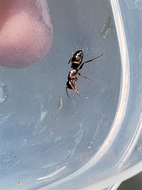 Is this a sugar ant queen or worker? I found it on Utah June 11th : r/ants