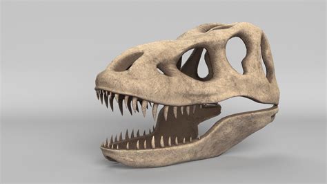 3D Tyrannosaurus Rex Skull Model - TurboSquid 2115422