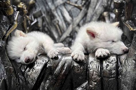 Dire Wolves Return from Extinction, Company Says of Game of Thrones Puppies