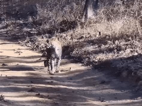 Leopard climbs tree to escape tiger in Satpura Reserve:Rare encounter ...