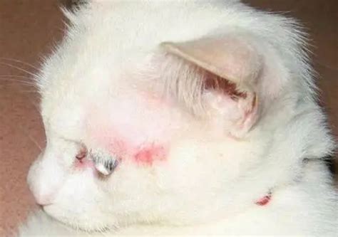 宠物猫被抓伤得狂犬病的几率有多大-宠物网问答