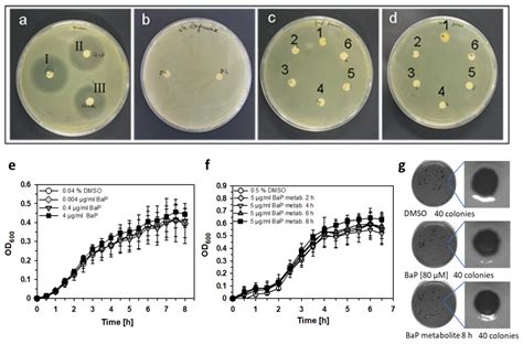 Aryl Hydrocarbon Receptor Activation by Benzo[a]pyrene Prevents ...
