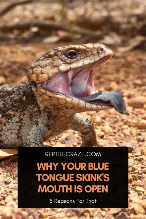 Blue Tongue Skink Diet Guide - Food List Included - Reptile Craze