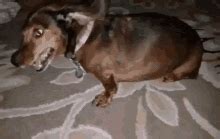 Image result for Meme JavaScript Eqal