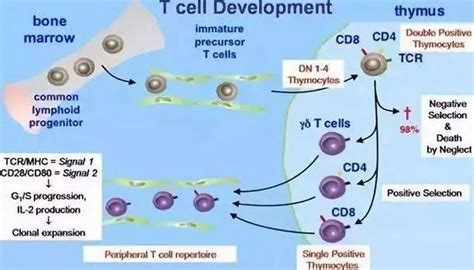 T细胞基础生物学：从起源到功能 - 知乎