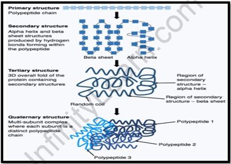 Image result for What Is Polypeptide