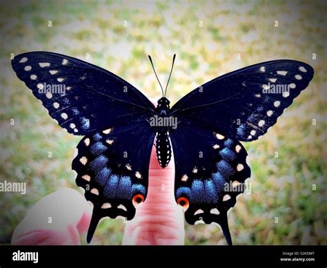 Blue Swallowtail Butterfly