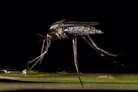 Giant Mosquito Bite