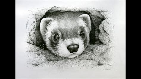 Ferret Drawing at PaintingValley.com | Explore collection of Ferret Drawing