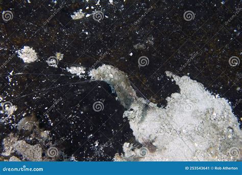 A Spaghetti Worm (Terebellida Sp.) in Cozumel Stock Image - Image of blue, rock: 253543641