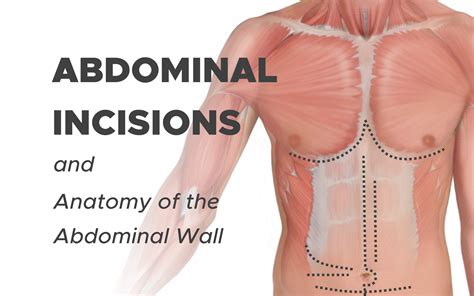 Layers Of The Skin Abdomen at Lara Roberts blog