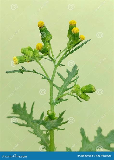 Senecio Vulgaris (common Groundsel) Stock Photo - Image of nature, flowering: 288830292