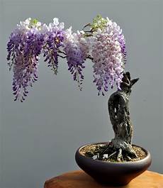 Beautiful Bonsai Trees by The Most Beautiful And Unique Bonsai Trees In The World Beautiful Bonsai Trees