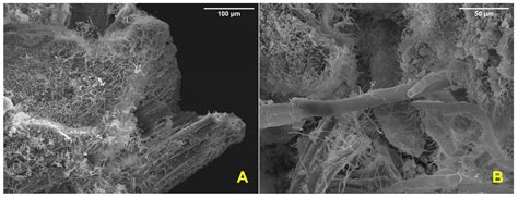 Streptomyces spp. Biofilmed Solid Inoculant Improves Microbial Survival ...