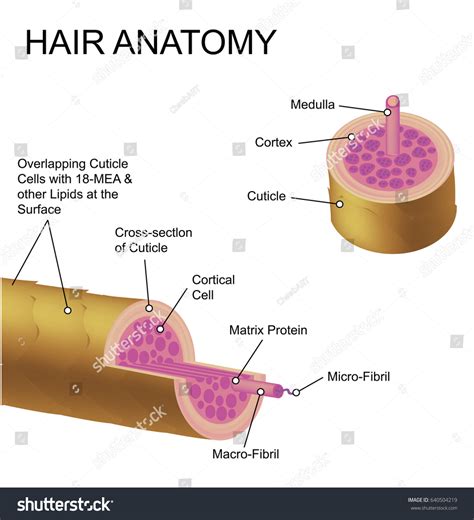 Hair Strand Anatomy