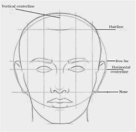 Face Proportions Drawing