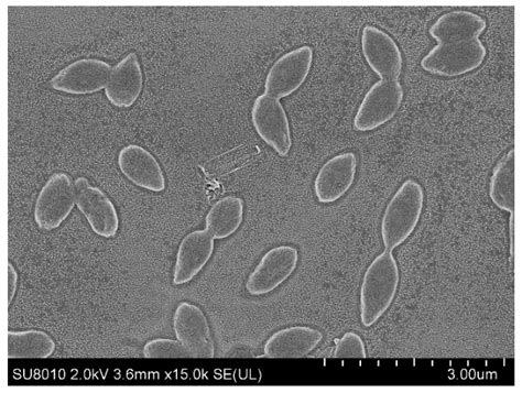 Sandaracinobacteroides saxicola sp. nov., a Zeaxanthin-Producing and ...