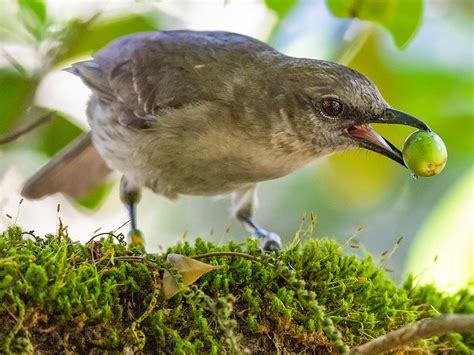 Socorro Mockingbird - eBird