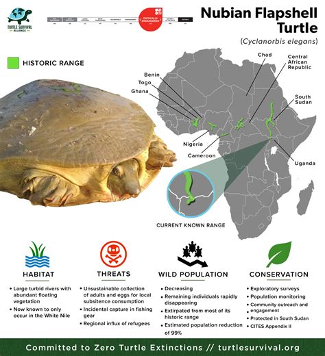 Nubian Flapshell Turtle - Turtle Survival Alliance