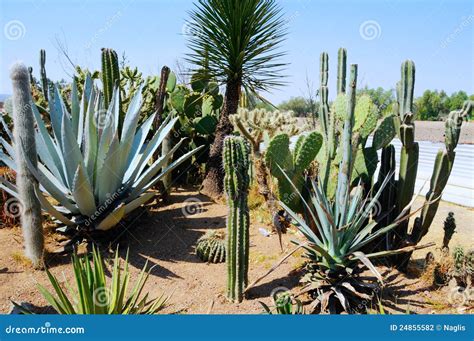 Abundance of Mexican cacti stock photo. Image of mexico - 24855582