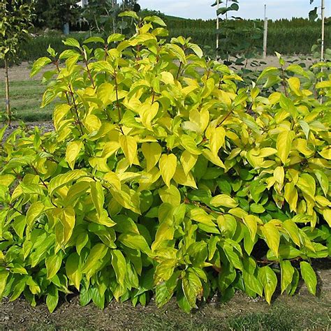Explore the Latest in —the New Neon Burst™ Dogwood at Plantvibegarden ...