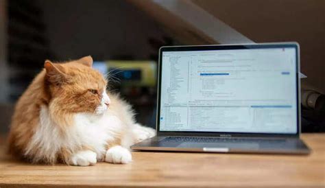 Your laptop is not a chair... so why does your cat think it is?