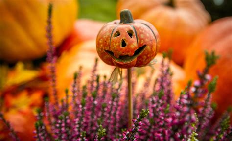 Free Images : plant, fall, flower, spooky, autumn, pumpkin, halloween ...