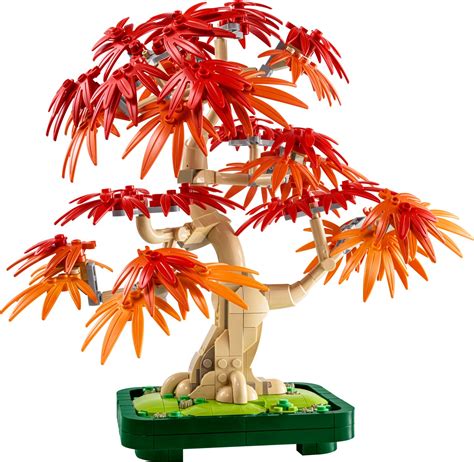 Bonsai di acero rosso giapponese 10348 | The Botanical Collection ...