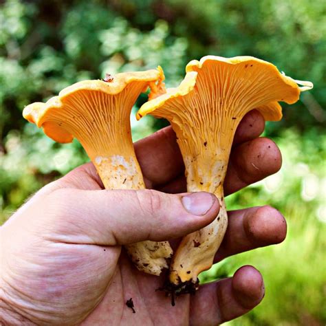 Chanterelles - Mushroom Appreciation
